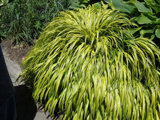 Golden Variegated Japanese Forest Grass (GRASS - H.M. AUREOLA) - 1 gallon
