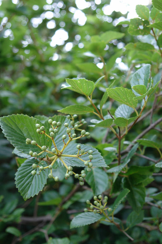Chicago Lustre™ Viburnum (Viburnum dentatum 'Synnestvedt') - 3 gallon 24"-30"