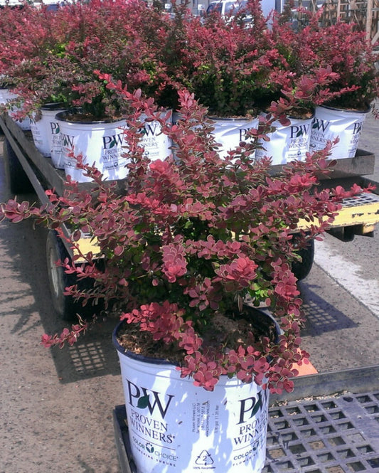 Sunjoy® Tangelo™ Barberry (BERBERIS THUN. SUNJOY® TANGELO) - 3 gallon