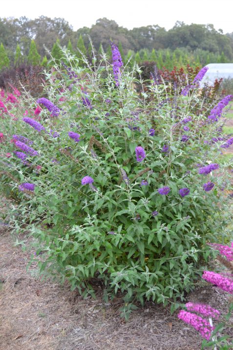 Psychedelic Sky™ Butterfly Bush (BUDDLEIA PSYCHEDELIC SKY) - 2 gallon