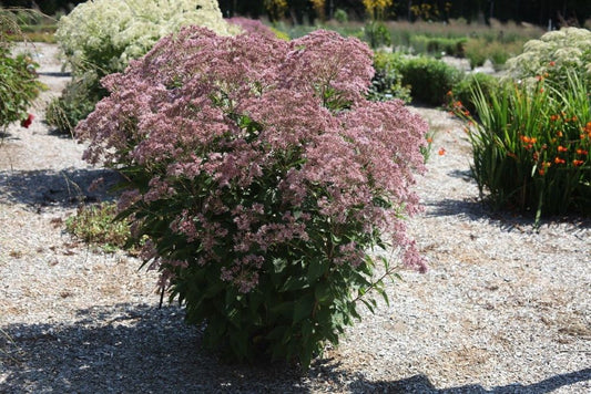 Rosie Josie™ Joe-Pye (Eupatorium x 'Rosie Josie') - 2 gallon