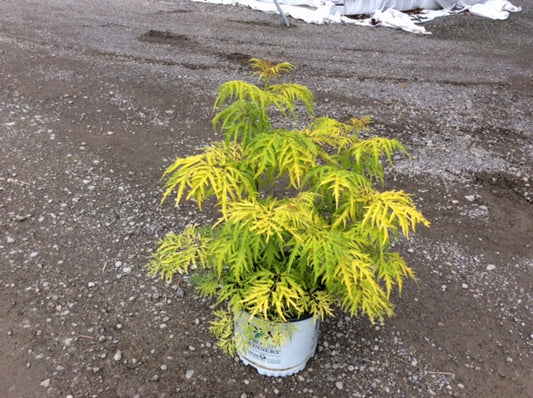 Lemony Lace® Elderberry (Sambucus lemony 'Lace') - 3 gallon 15"