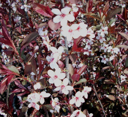 Purpleleaf Sand Cherry (PRUNUS CISTENA) - 3 gallon 18"