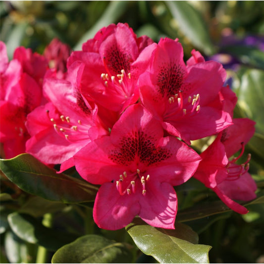 Nova Zembla Rhododendron (RHODO. NOVA ZEMBLA) - 3 gallon 15"