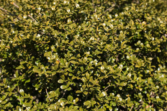 Chilly Willy Japanese Holly (ILEX C. WINTERSCAPE CHILLY WILLY) - 3 gallon 15"