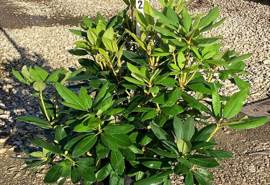 Purpureum Elegans Rhododendron (RHODO. PURPUREUM ELEGANS) - 3 gallon 15"
