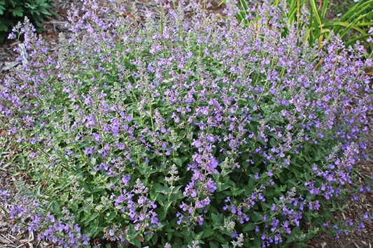 Junior Walker™ Catmint (NEPETA JUNIOR WALKER) - 1 gallon
