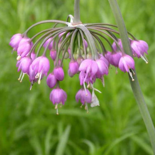 Nodding Onion (ALLIUM CERNUUM) - 1 gallon