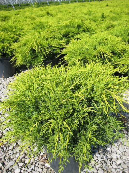 Old Gold Juniper (JUNIPER C. OLD GOLD)