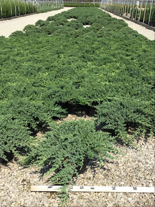 Dwarf Japanese Garden Juniper (JUNIPER C. PROCUMBENS NANA)