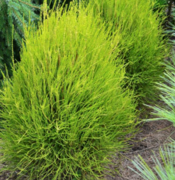Franky Boy Arborvitae (THUJA OCC. FRANKY BOY) - 3 gallon 15"