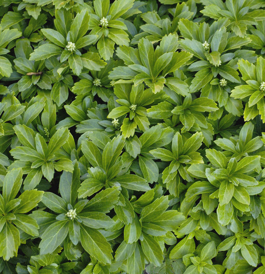 Japanese Spurge (Pachysandra terminalis) - 3QT