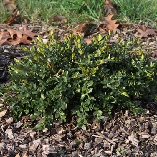 Flat-tery™ Boxwood (BUXUS X. FLAT-TERY) - 3 gallon 12"