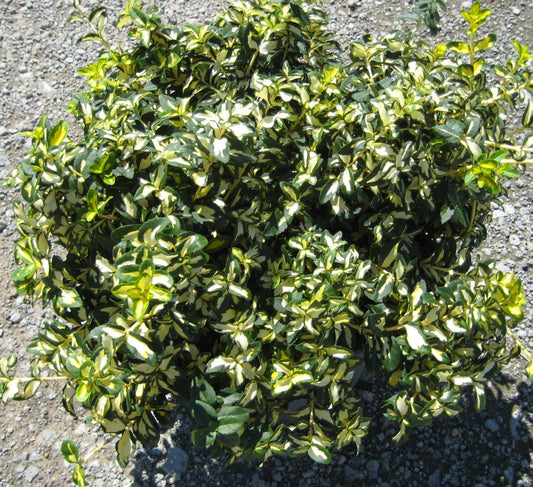 Moonshadow™ Euonymus (EUONYMUS FOR. MOONSHADOW) - 2 gallon 10"
