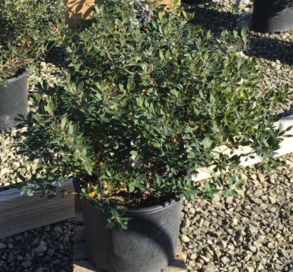 Forever Emerald™ Inkberry (ILEX GLABRA FOREVER EMERALD) - 3 gallon 15"