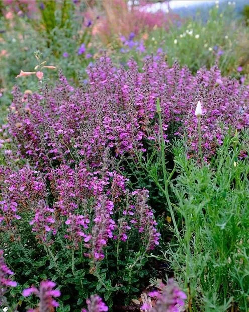 PROSTRATE GERMANDER 1gal