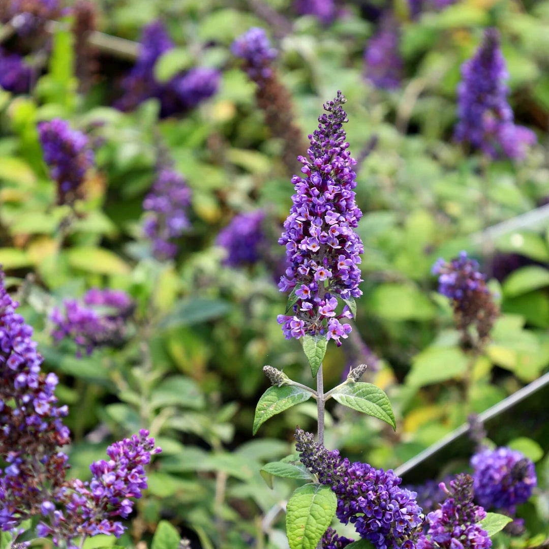 LO & BEHOLD BUTTERFLY BUSH BLUE CHIP 2gal