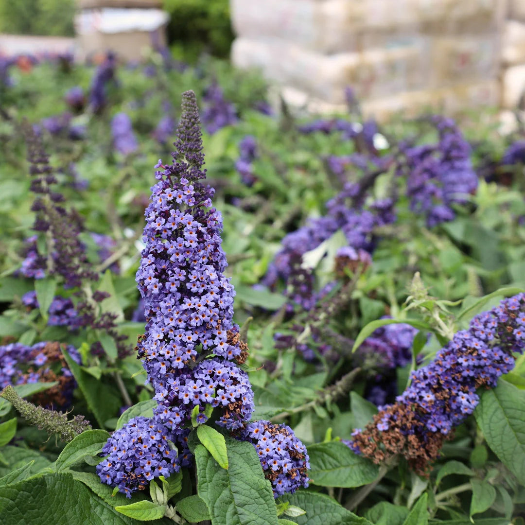 PUGSTER BLUE BUTTERFLY BUSH 3gal