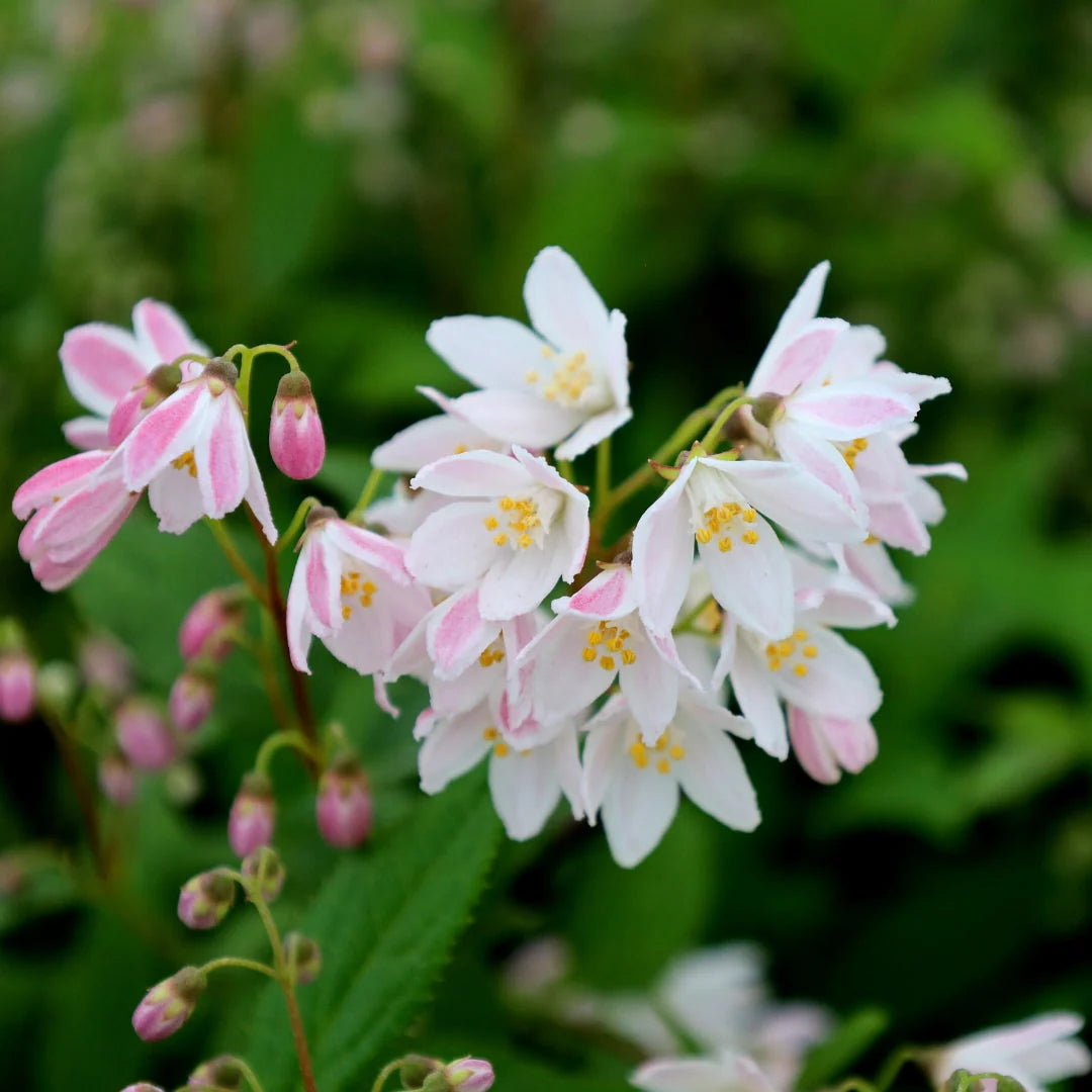 Yuki Cherry Blossom® Deutzia (Deutzia yuki 'Cherry Blossom') - 2 gallon 12"