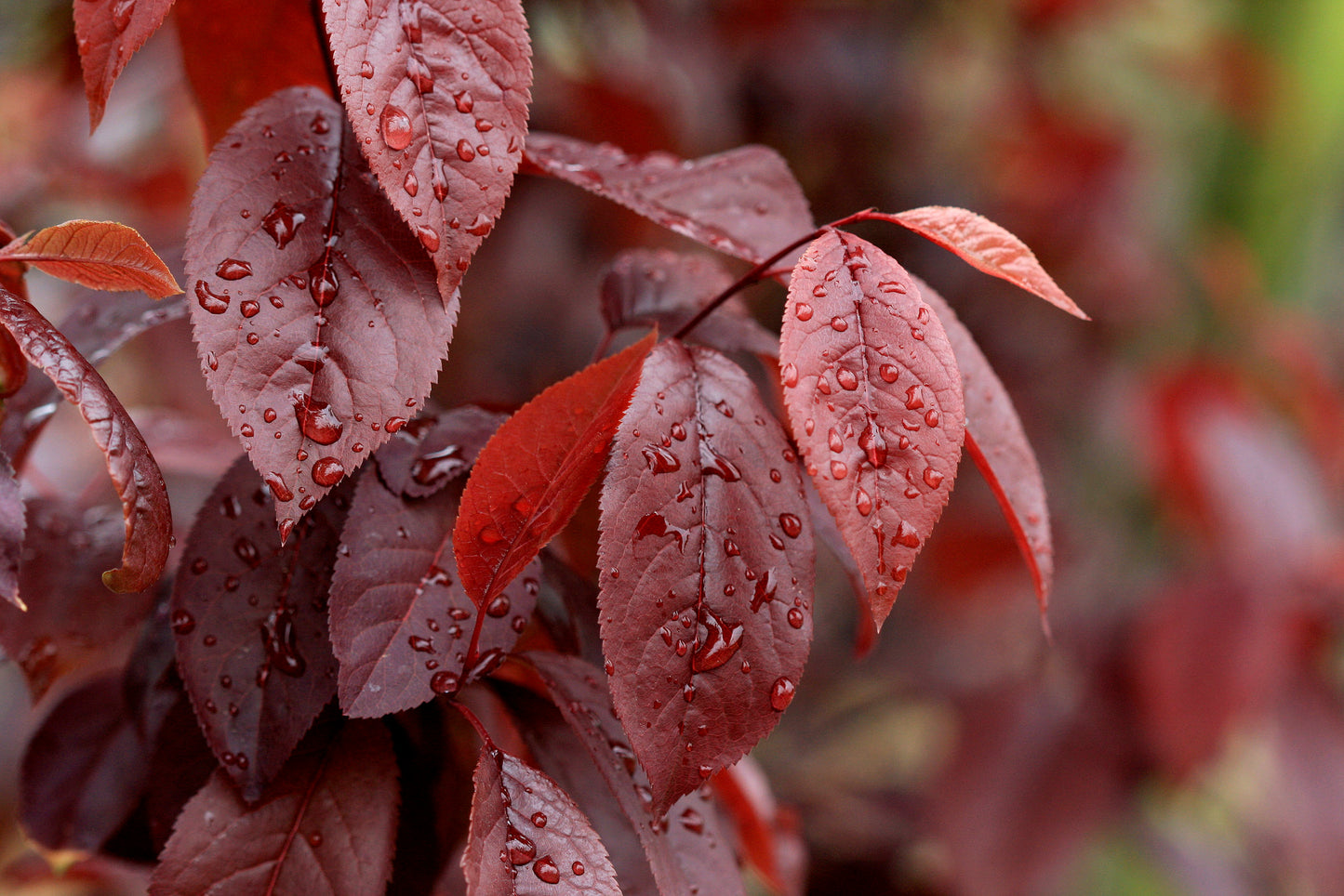 THUNDERCLOUD PLUM TREE 5gal