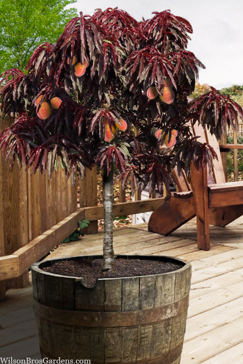BONFIRE PEACH TREE DWARF 7gal