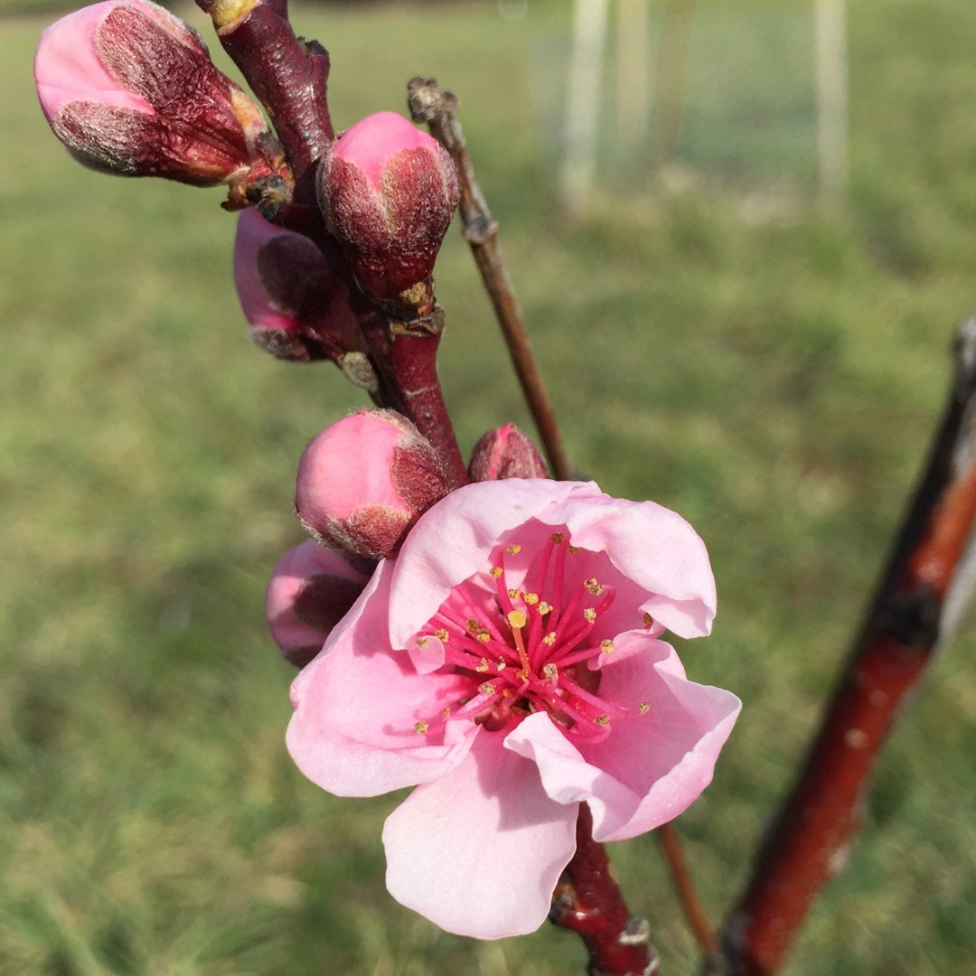 RED GOLD NECTARINE TREE 5gal