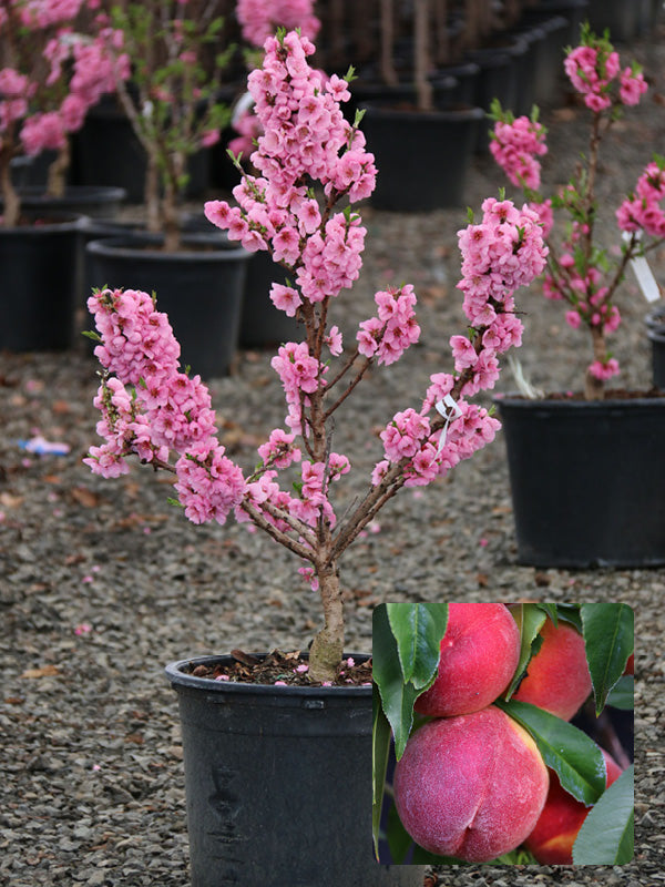 NECTA ZEE NECTARINE DWARF TREE 7gal