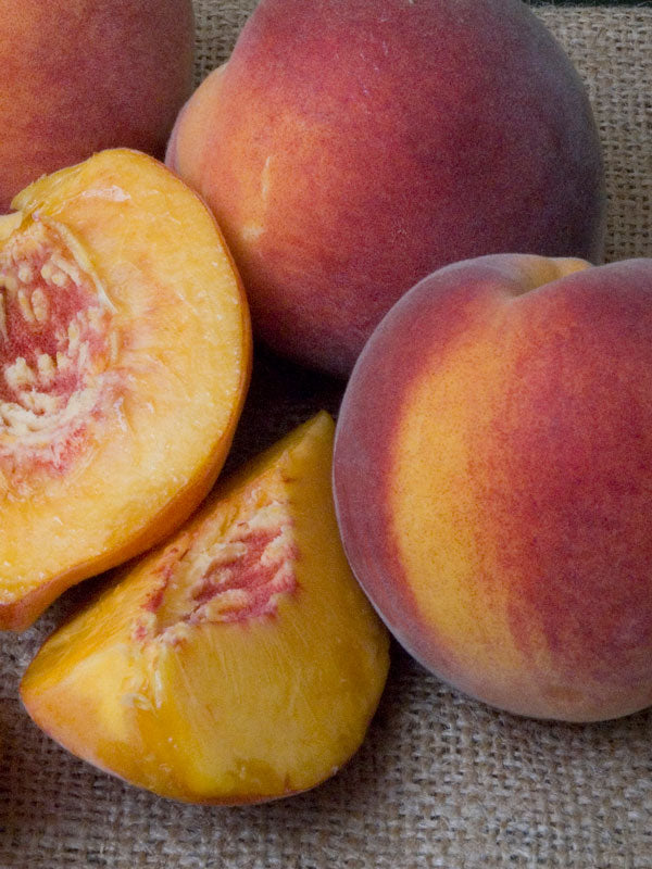 Red Haven Peach – Landscape-Ready Fruit Tree