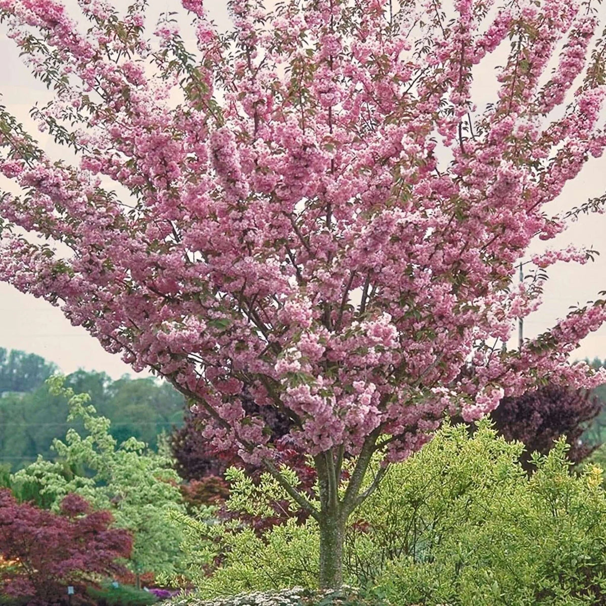 KWANZAN FLOWERING CHERRY TREE 5gal