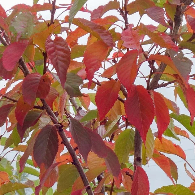 KWANZAN FLOWERING CHERRY TREE 7gal