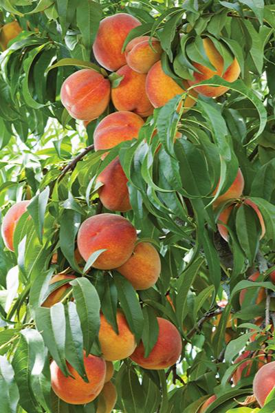 HONEY BABE PEACH DWARF 7gal