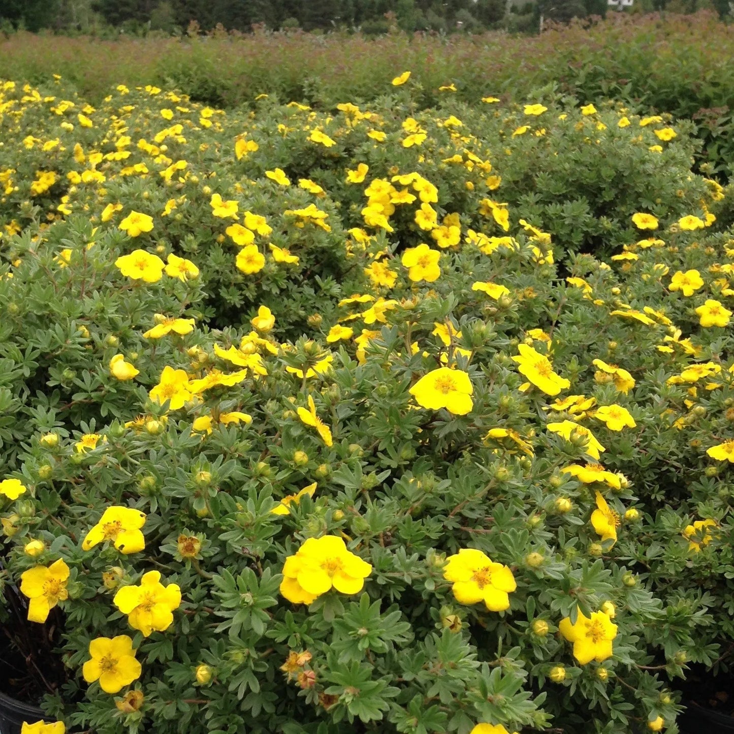 GOLD STAR POTENTILLA 2gal