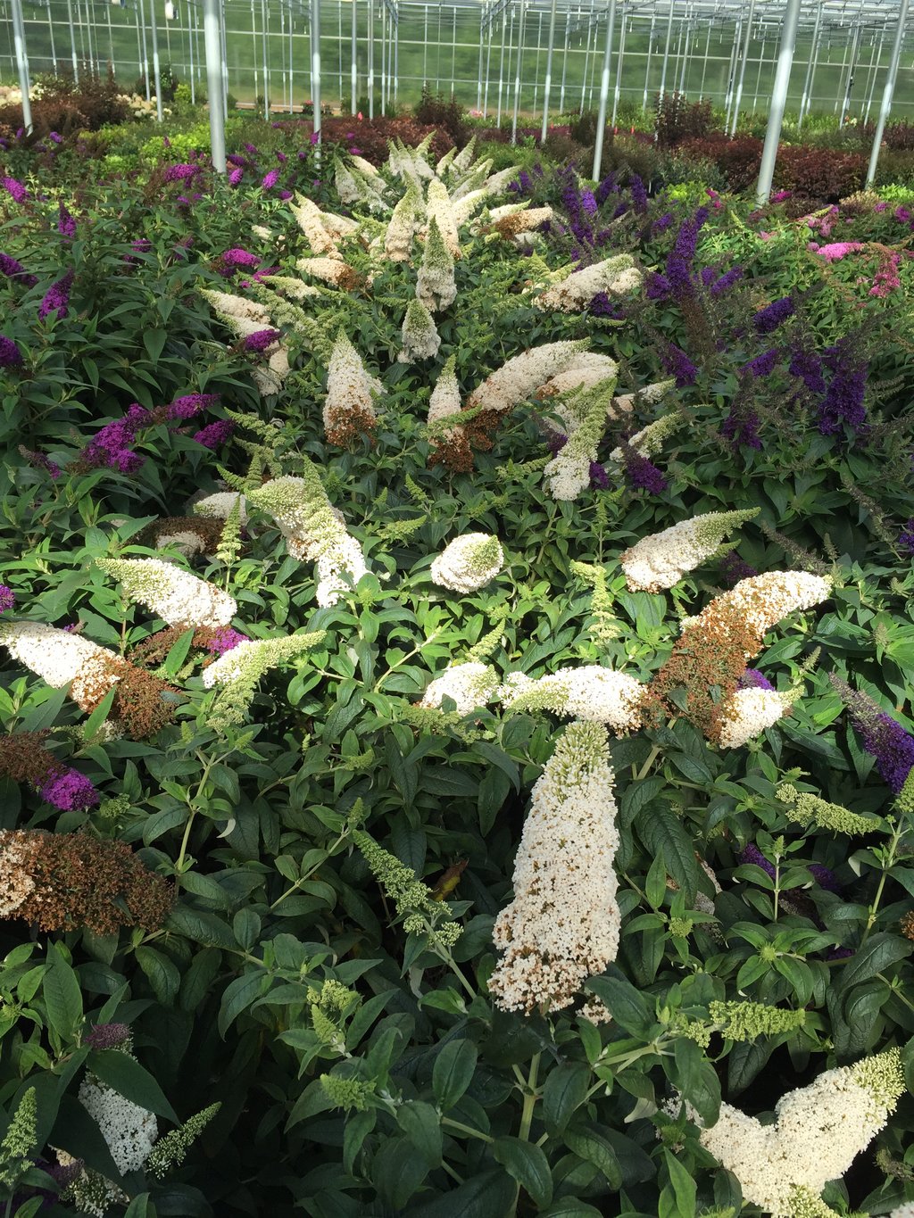 PUGSTER WHITE BUTTERFLY BUSH 3gal