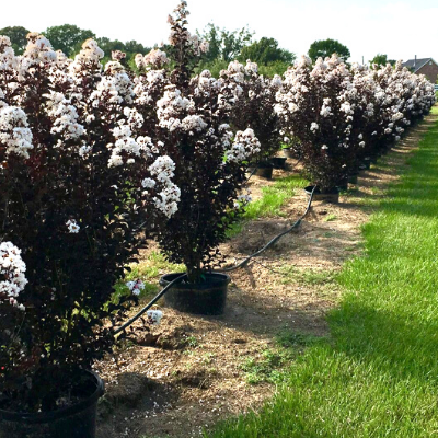 CRYSTALLINE CRAPE MYRTLE 2gal