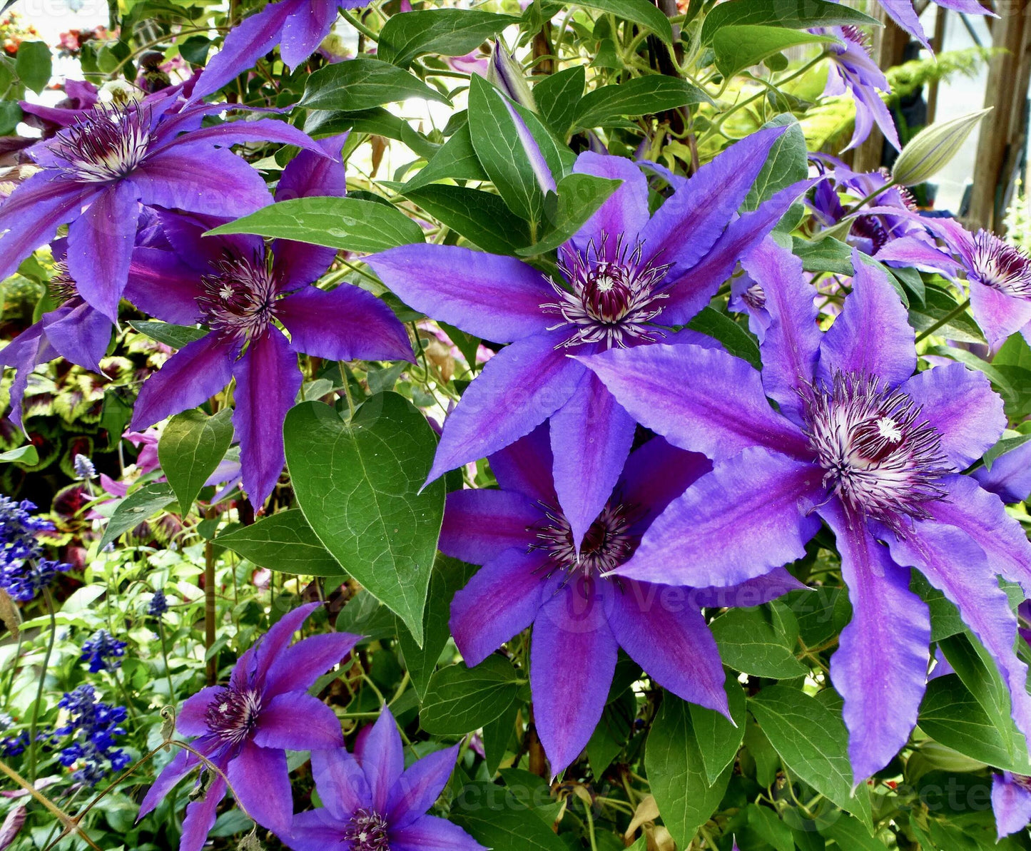 STARRY NIGHTS CLEMATIS 1gal