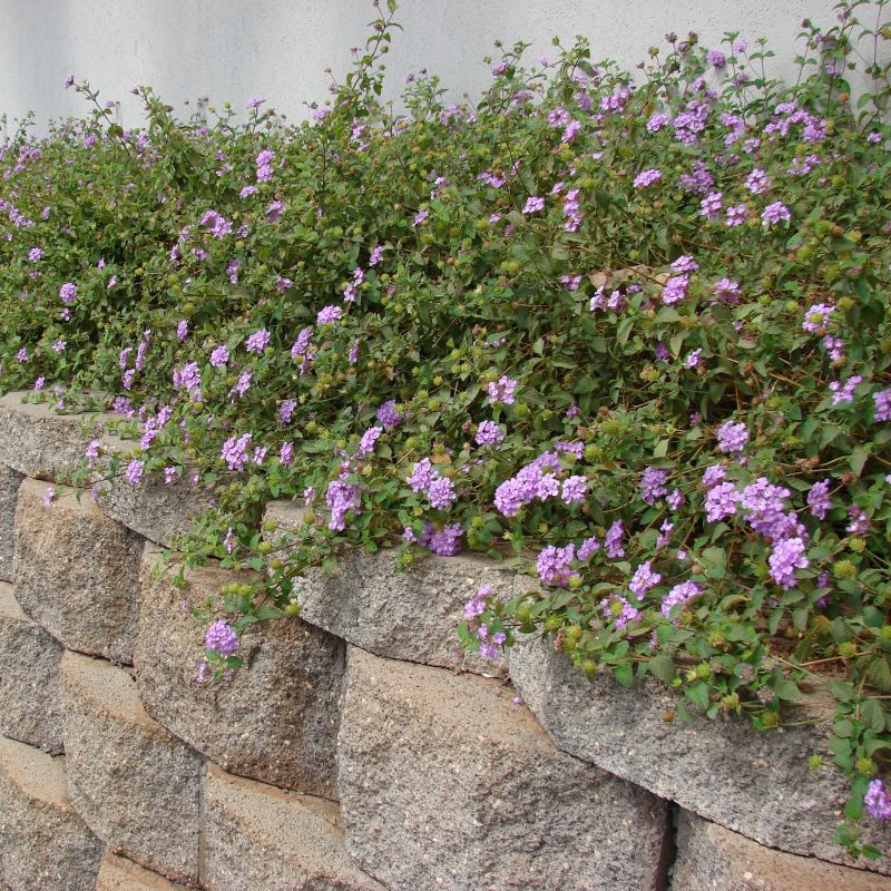 PURPLE TRAILING LANTANA 1gal