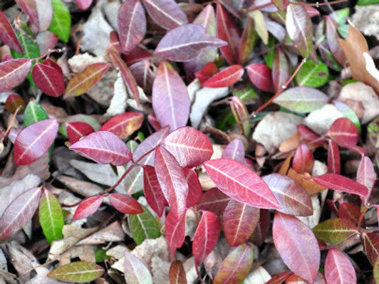MOONSHADOW WINTERCREEPER EUONYMUS 2gal