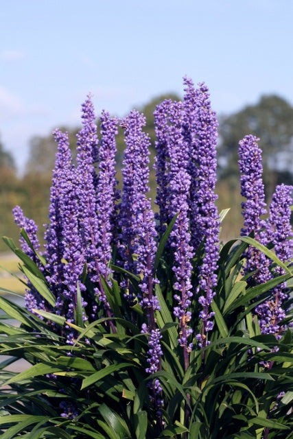 PURPLE EXPLOSION LILYTURF 1gal