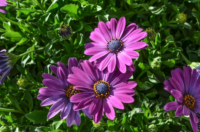 PURPLE MOUNTAIN AFRICAN DAISY 1gal