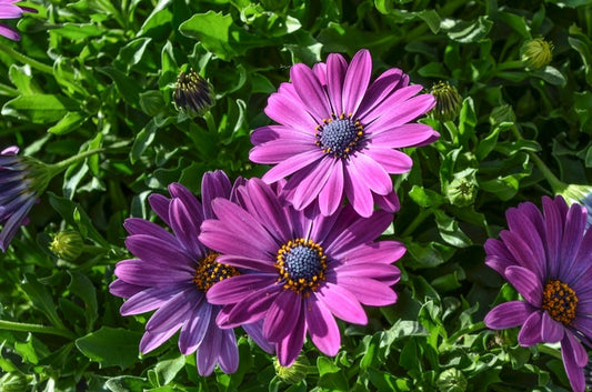 PURPLE MOUNTAIN AFRICAN DAISY 1gal