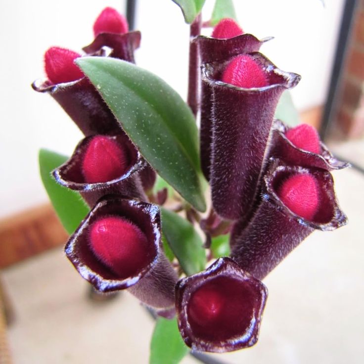 PURPLE STAR LIPSTICK PLANT 6in