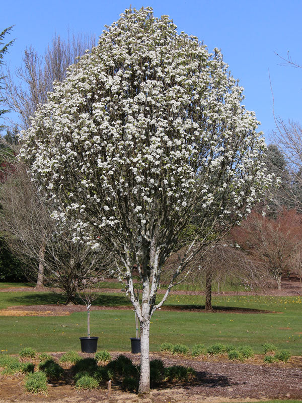 JACK FLOWERING PEAR 7gal