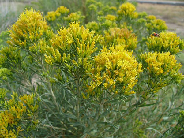 BLUE RABBITBRUSH 3/5gal