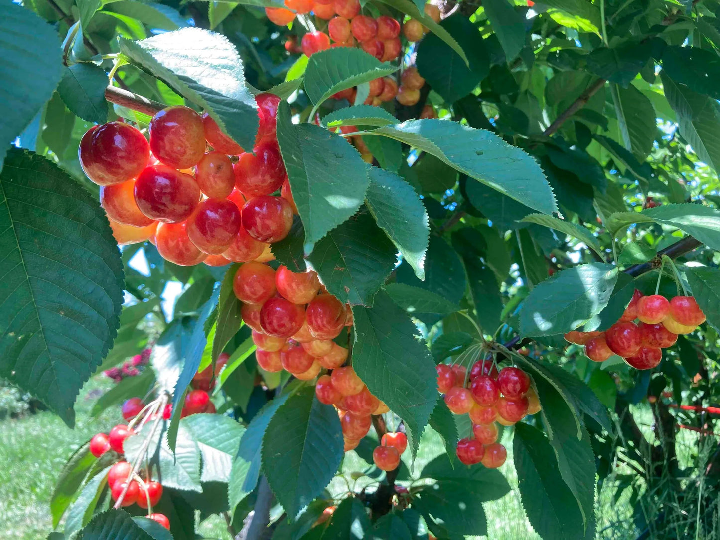 RAINIER CHERRY TREE 5gal