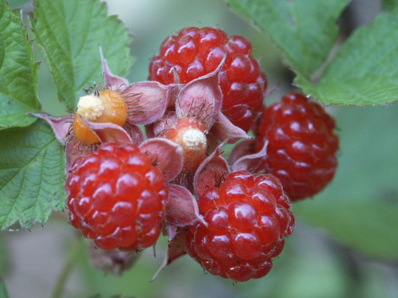 INDIAN SUMMER RASPBERRY 1gal