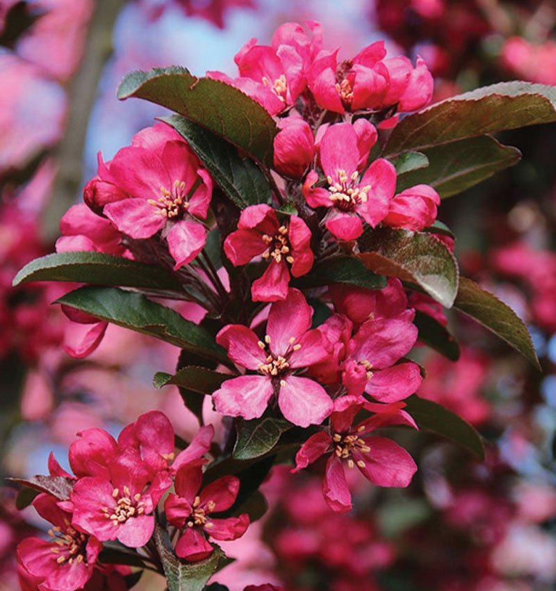 RASPBERRY SPEAR CRABAPPLE 20gal