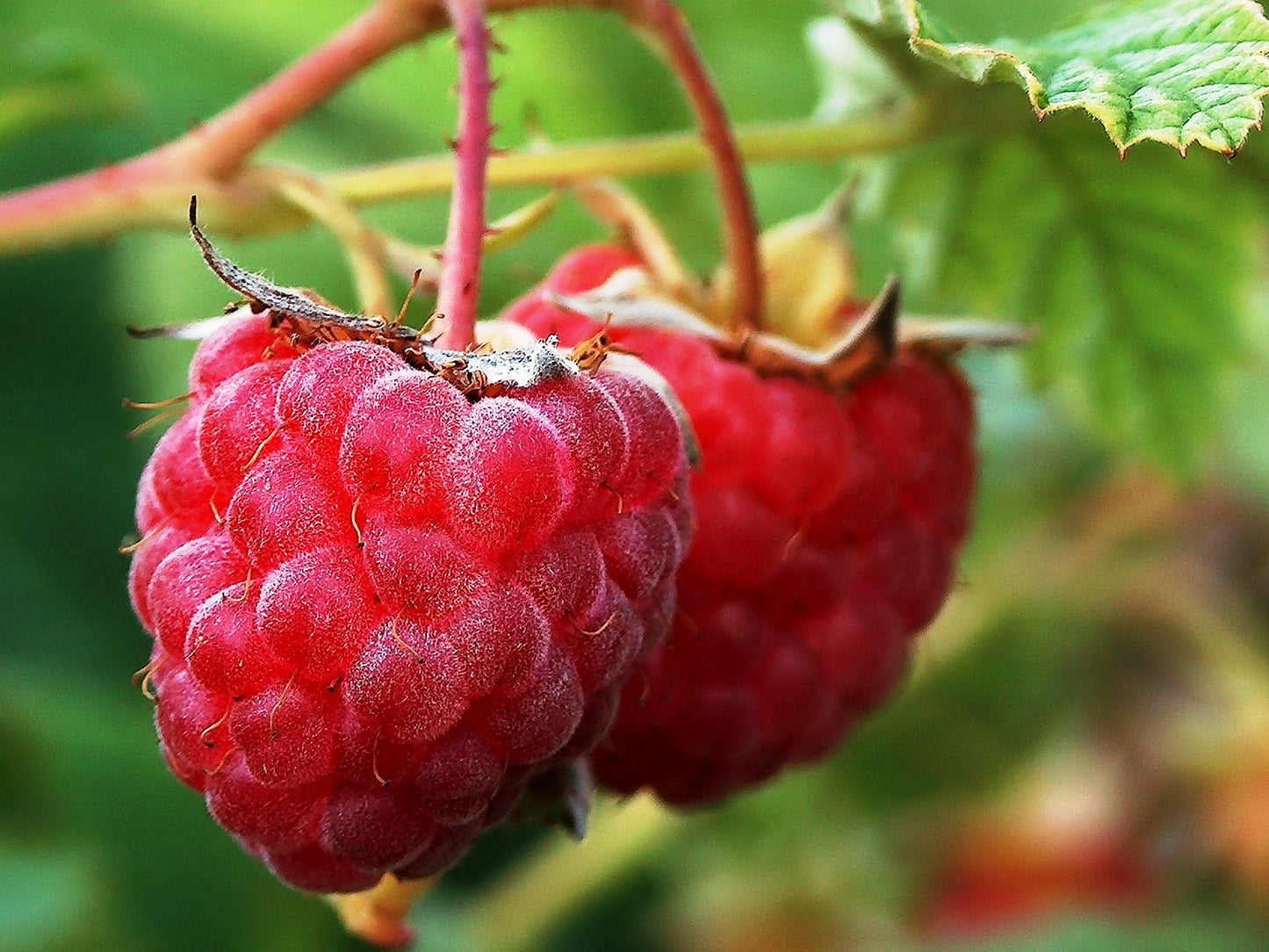 Heritage Everbearing Red Raspberry  - 1 gal 12"