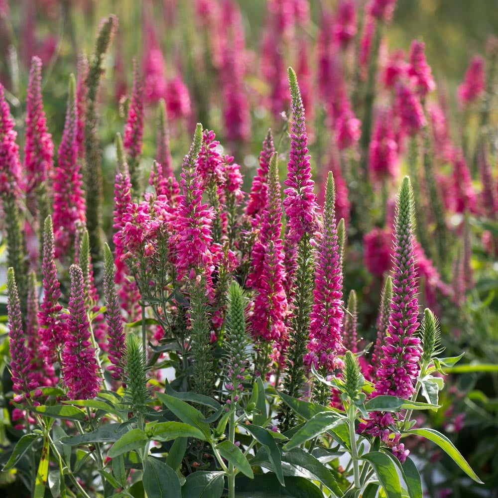 RASPBERRY VERONICA 1gal – Watters Garden Center