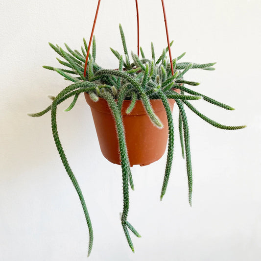 RAT TAIL CACTUS 6in