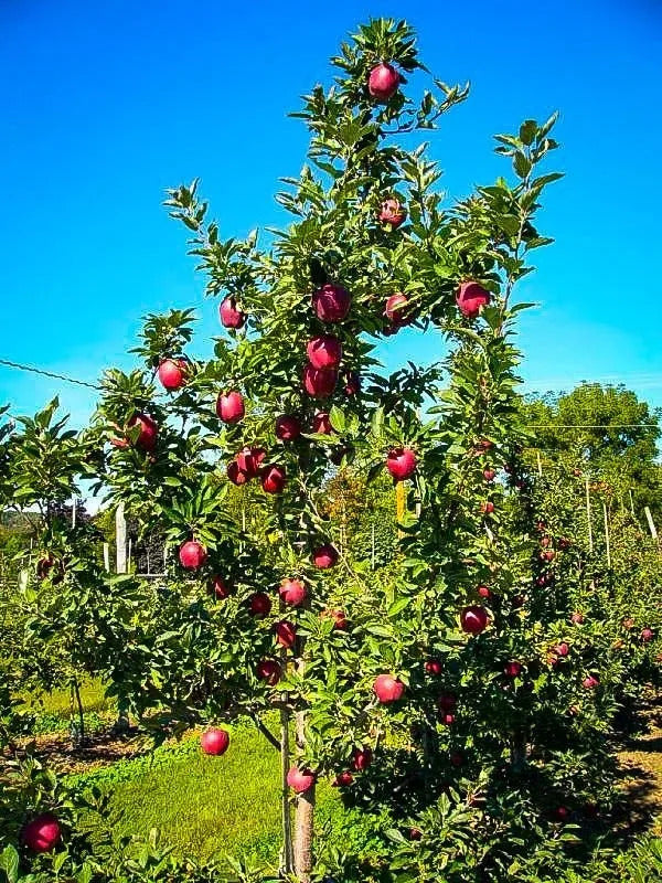 RED DELICIOUS APPLE TREE 7gal